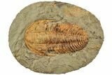 Middle Cambrian Hamatolenus Trilobite - Tinjdad, Morocco #233473-1